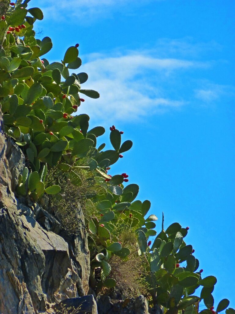 prickly pears, cactus, stone-1001738.jpg